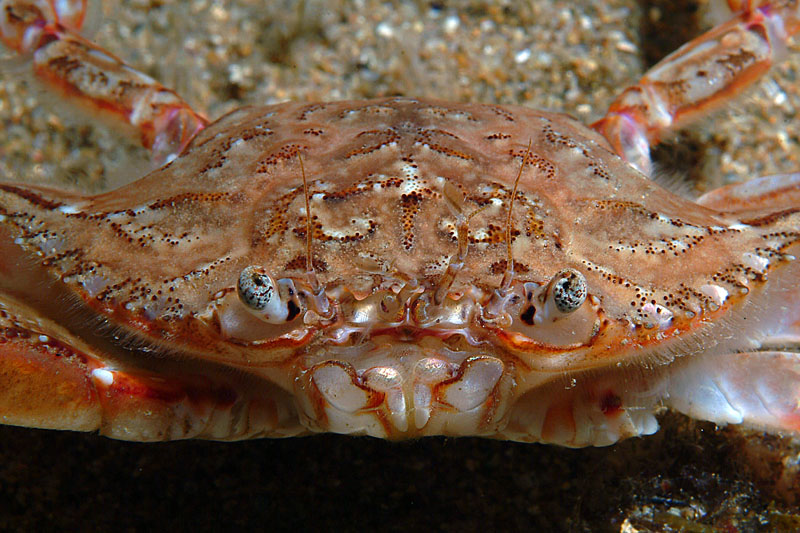 Portunus (Portunus) hastatus  il granchio guerriero!